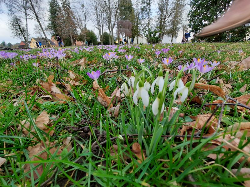 Der Frühling erhält Einzug an der Grundschule Grasleben Grundschule