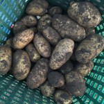 Kartoffelernte2015_5