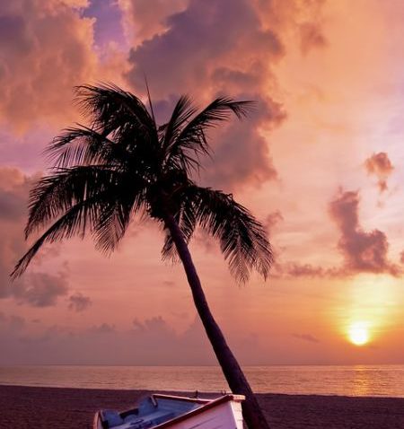Palme am Strand