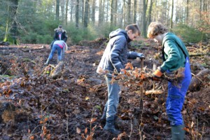 Wald 2015