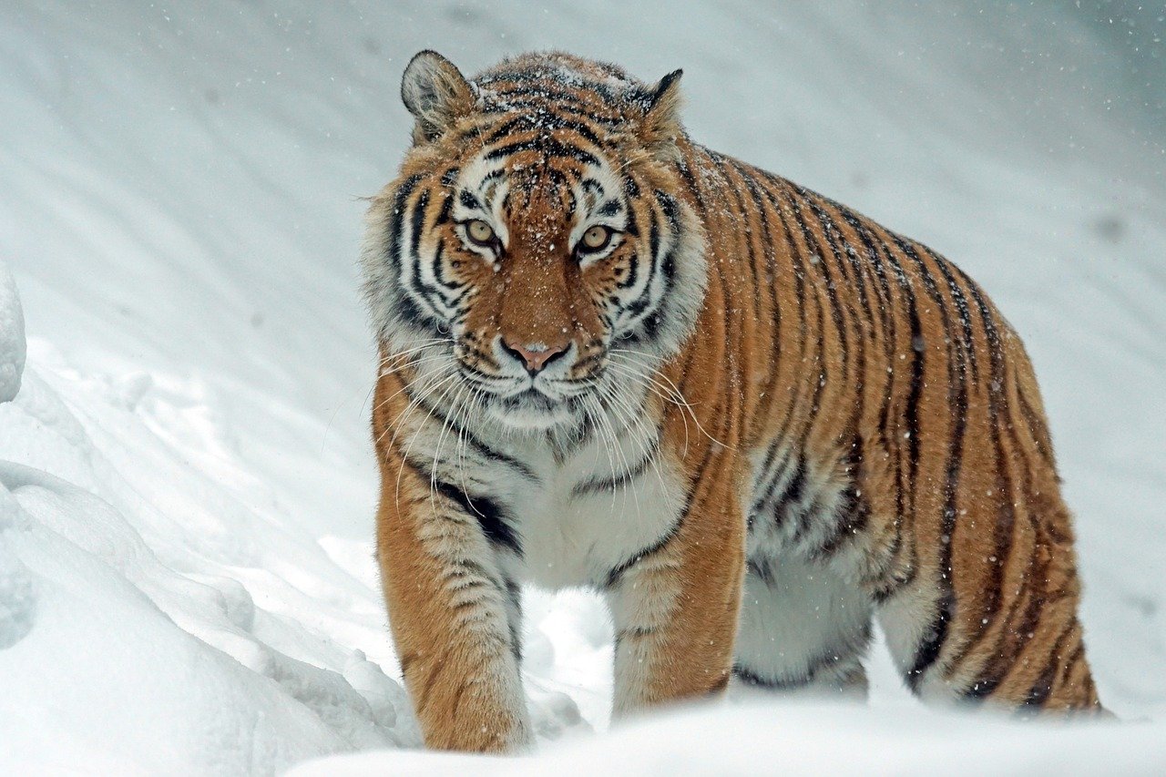 Der Sibirische Tiger – CamPress