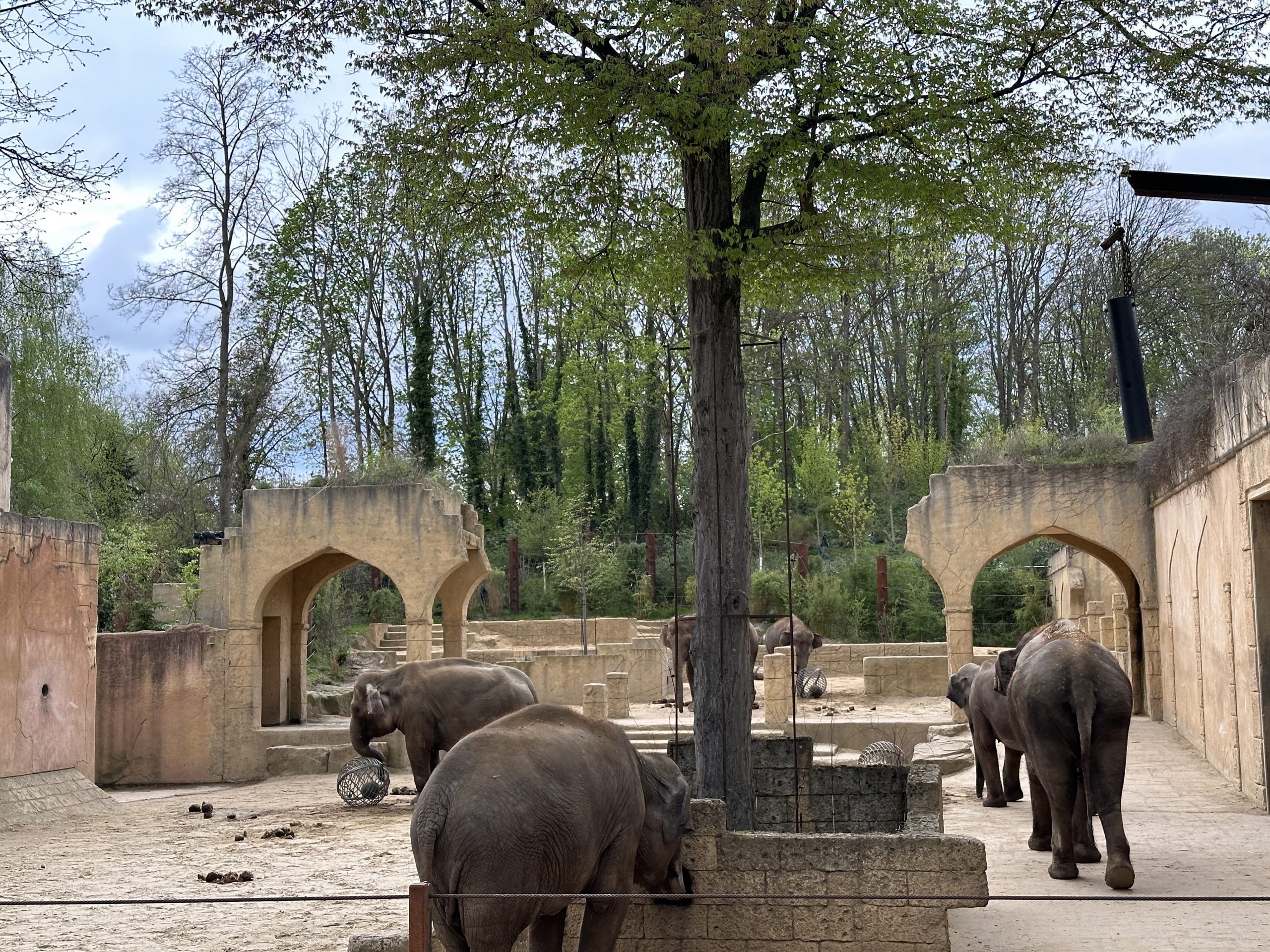 Eisbär, Elefant & Co – wir besuchen den Hannover Zoo