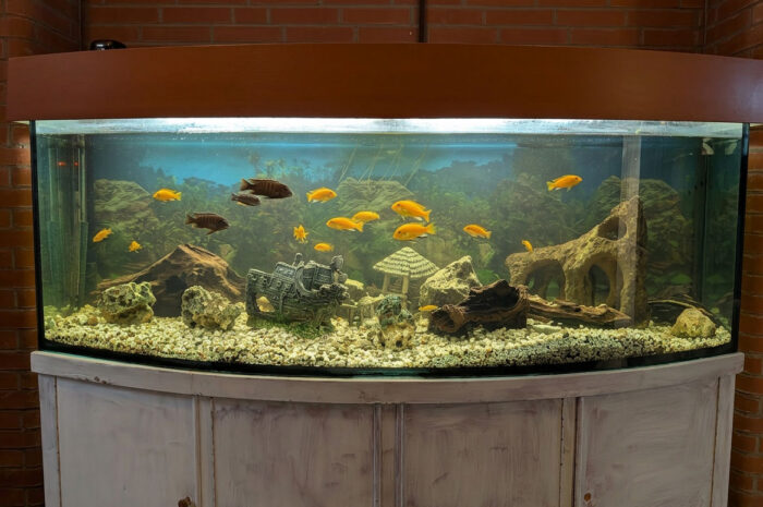 Aquarium bekommt Auffrischung