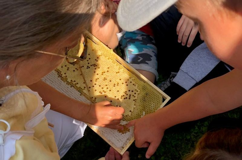 Zu Besuch bei der Bienenkönigin