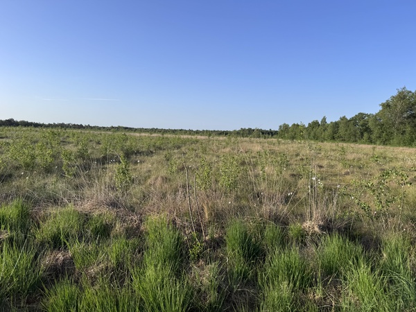 Weite Moorlandschaft bei Lehmden