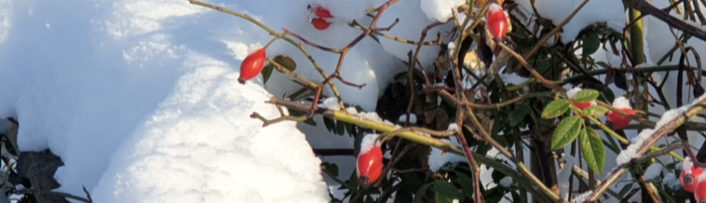 Grundschule Wohltberg