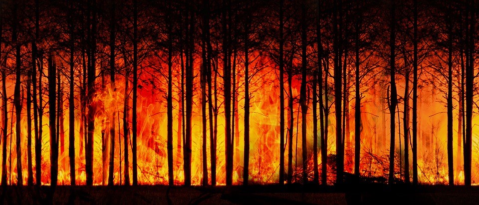 Waldbrand, Wald, Klimawandel, Feuer, Hitze, Flammen