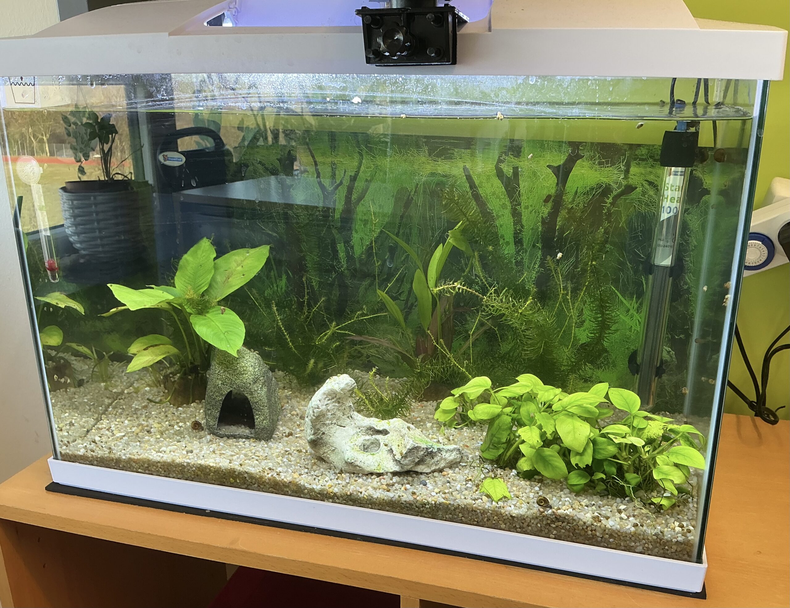 Das Aquarium-Projekt der 6.3 – Eine Chronik