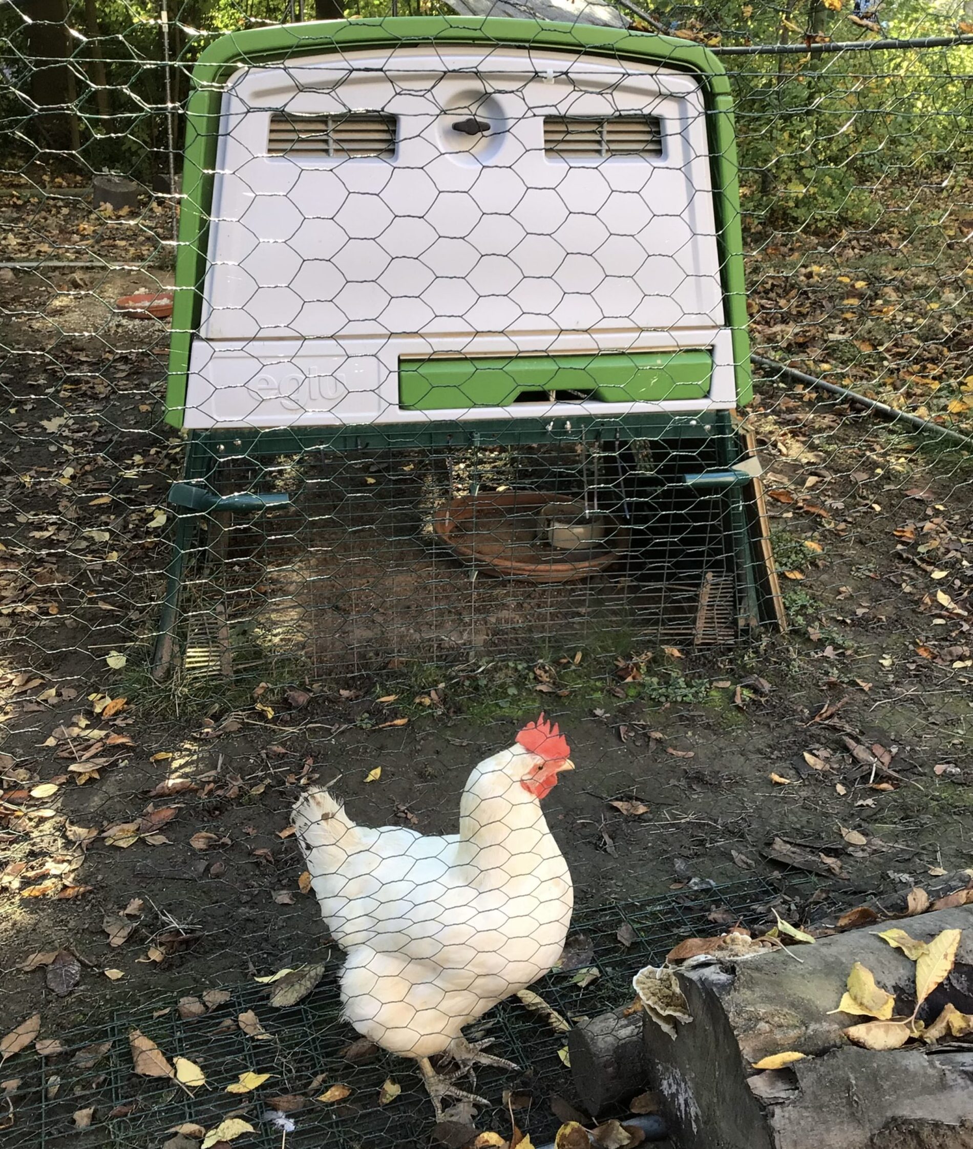 Unsere Schulhühner