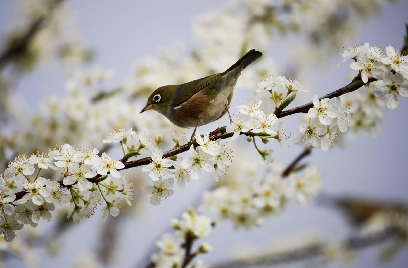 Frühlingskonzert geht in die nächste Runde