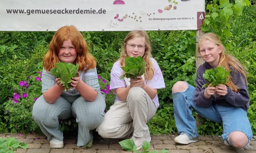 Die erste Salaternte in unserem Garten