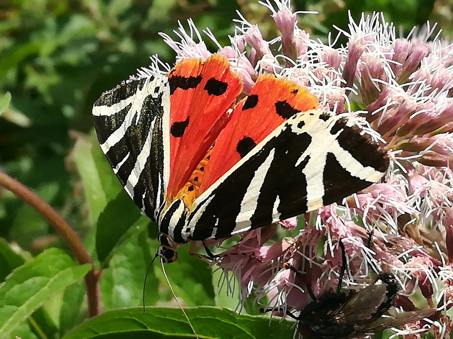 Schmetterling des Jahres 2021 Strompost