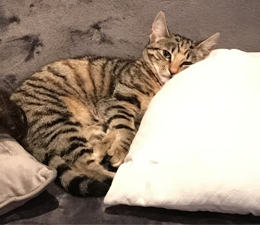 Meine kleine SerengetiKatze🐈🐱 Strompost