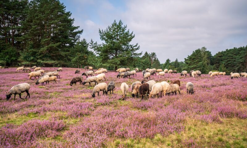 Hermannsburg_Misselhorner Heide Heidschnucken_ccbysa_MarTiem_2021_19 (SFConflict vdb@lueneburger-heide.de 2022-12-19-13-15-45)(1)