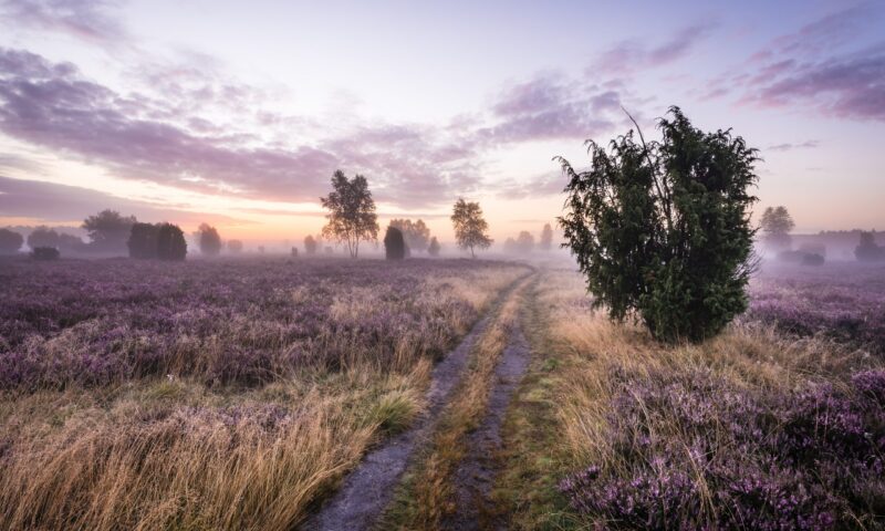 Schmarbeck_Wacholderheide Sonnenaufgang_ccbysa_MTiemann_20160811_1