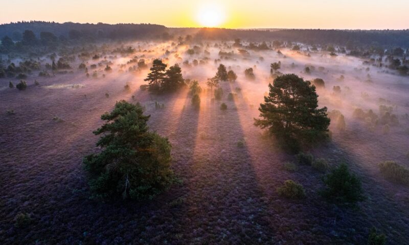 schmarbeck_Wacholderwald_drohne_luftbild_heidebluete_ccbysa_tl_20210909-11